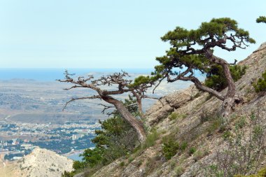 çam ağacı yaz dağ tepe (Kırım, Ukrayna)