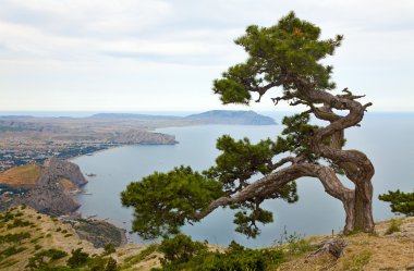 ardıç ağacı rock ve sudak şehir arka (Kırım, Ukrayna).