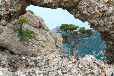 Pine tree on summer mountain hill (Crimea, Ukraine) clipart