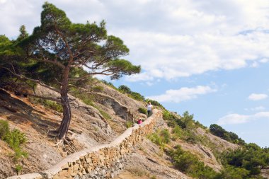 Big juniper tree and 