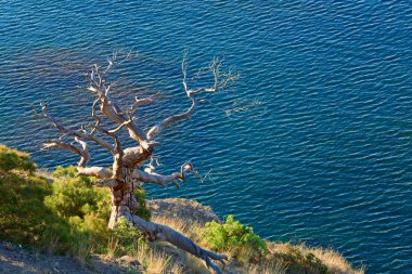 Withered juniper tree on sea background (