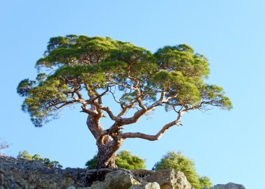 Juniper tree on rock on sky background clipart