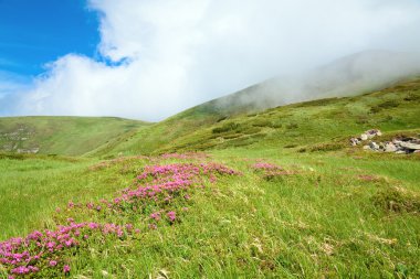 Yaz dağın (Ukrayna, Karpat Dağları üzerinde pembe ormangülü çiçek)