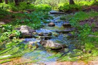 Summer stream with moss covered stones at bottom in forest clipart