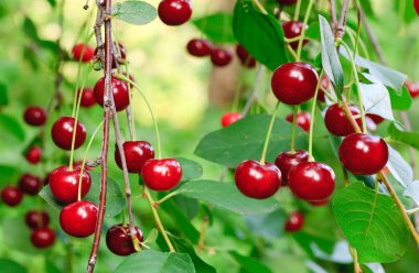 Twig of cherry-tree with red cherries clipart