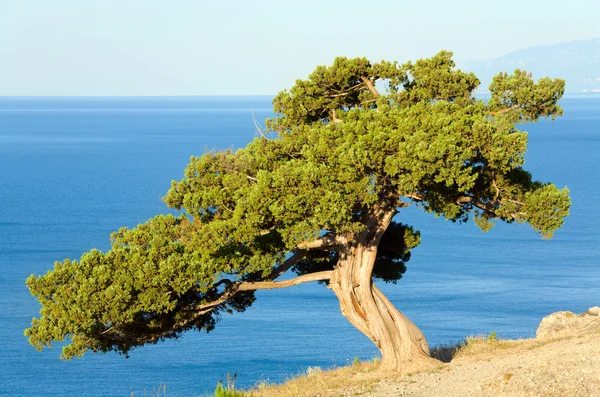 Juniper tree — Stock Photo, Image