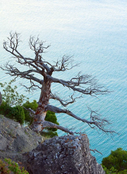 Μαραμένα Αρκεύθου Δέντρο Στο Θαλασσινό Background Κριμαία Ουκρανία — Φωτογραφία Αρχείου