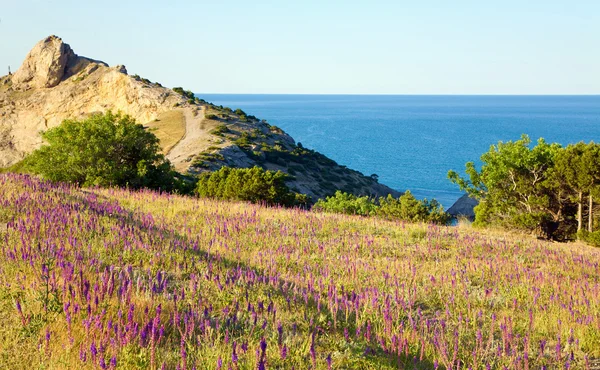 Flowers on coastline — Stock Photo, Image