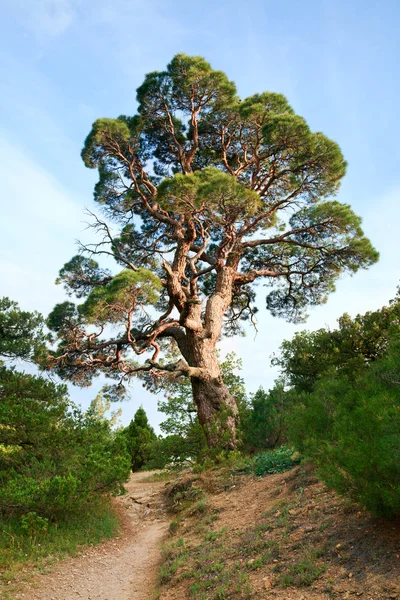 Gran Árbol Enebro Fondo Del Cielo Novyj Svit Reserva Crimea —  Fotos de Stock