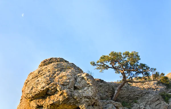 在岩石上天空背景 Novyj 斯维特 克里米亚 乌克兰的桧树 — 图库照片