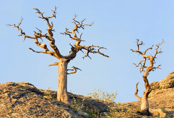 Μαραμένα Αρκεύθου Δέντρο Στο Φόντο Του Ουρανού Σουίτα Novyj Αποθεματικό — Φωτογραφία Αρχείου