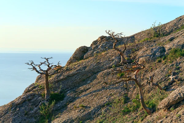 Verwelkte aren juniper tree op rotsen strand — Stockfoto