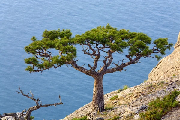 Ardıç ağacı — Stok fotoğraf