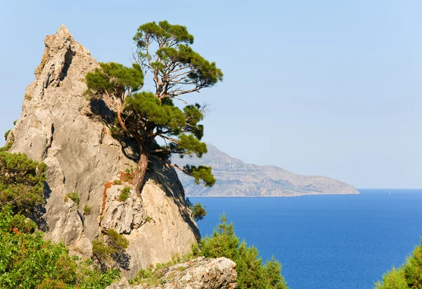 Juniper Tree Rock Novyj Svit Reserve Crimea Ukraine — Stock Photo, Image