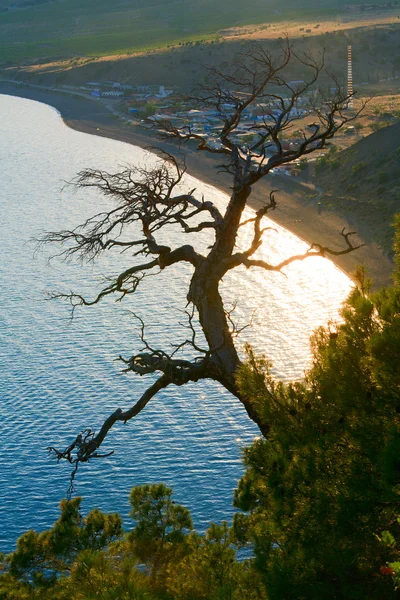 Ağaç ve sahil — Stok fotoğraf