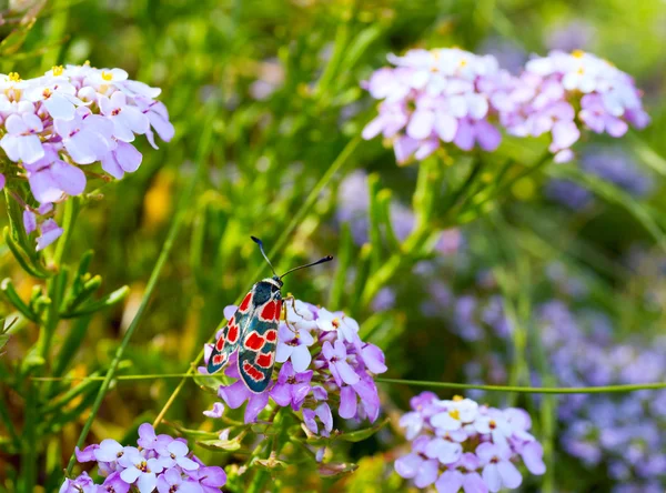 Siyah Kırmızı Kelebek Pembe Yaz Çiçek Yakın Çekim — Stok fotoğraf