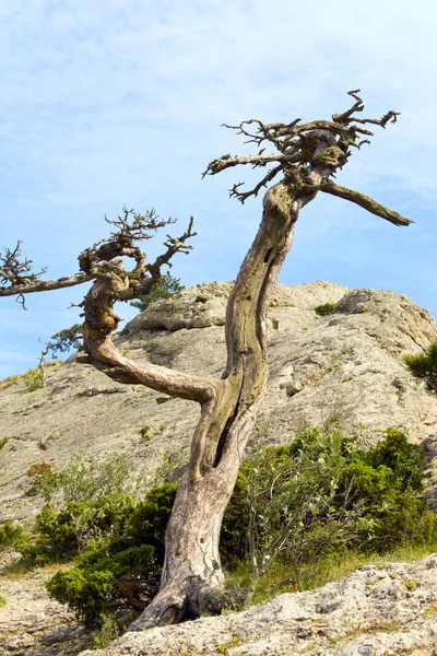 Árbol Enebro Marchitado Fondo Del Cielo Reserva Novyj Svit Crimea —  Fotos de Stock