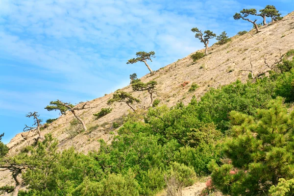 在蓝色天空背景 Novyj 斯维特 克里米亚 乌克兰岩石边坡上的针叶树 — 图库照片
