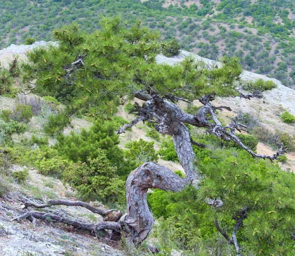 El pino en la colina veraniega montañosa (la Crimea, Ucrania ) — Foto de Stock