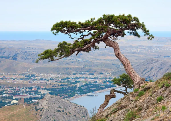 夏山丘 クリミア ウクライナ Sudack 町の上の松の木 — ストック写真