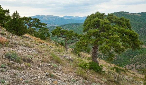 Big Pine Tree Summer Mountain Hill Novyj Svit Reserve Crimea — Stock Photo, Image