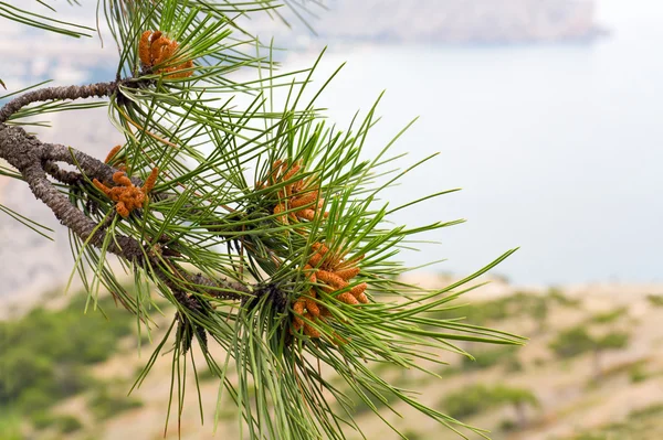 海岸線の背景 マクロに松の木の枝 — ストック写真
