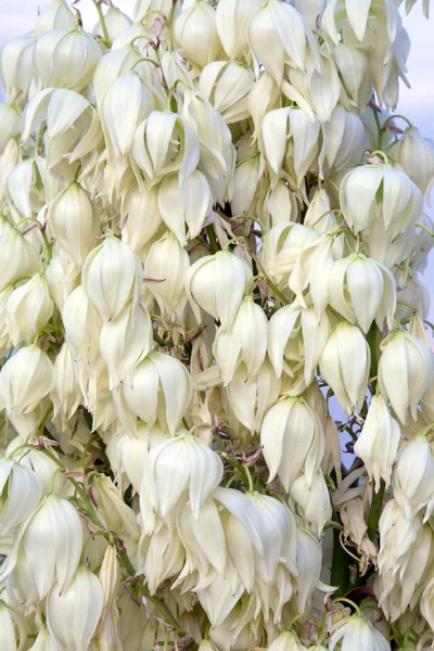 Καλοκαιρινό Φυτό Λευκά Λουλούδια Φύση Φόντο — Φωτογραφία Αρχείου