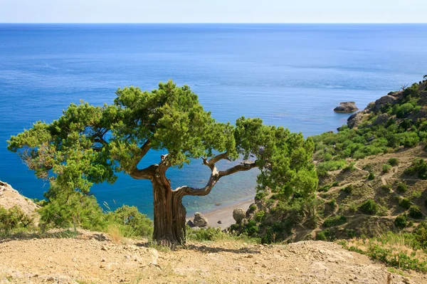 桧树在大海背景上的岩石 — 图库照片