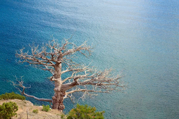 Visset Juniper Tree Havet Bakgrund Krim Ukraina — Stockfoto