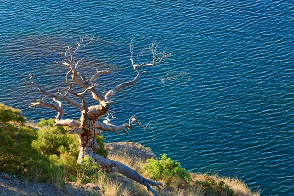 Visset Juniper Tree Havet Bakgrund Novyj Svit Reserv Krim Ukraina — Stockfoto