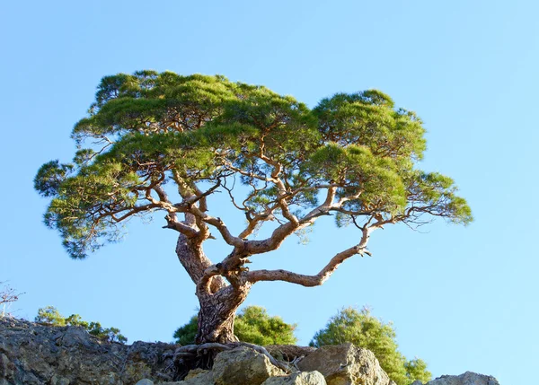 Juniper tree op rots op hemelachtergrond — Stockfoto