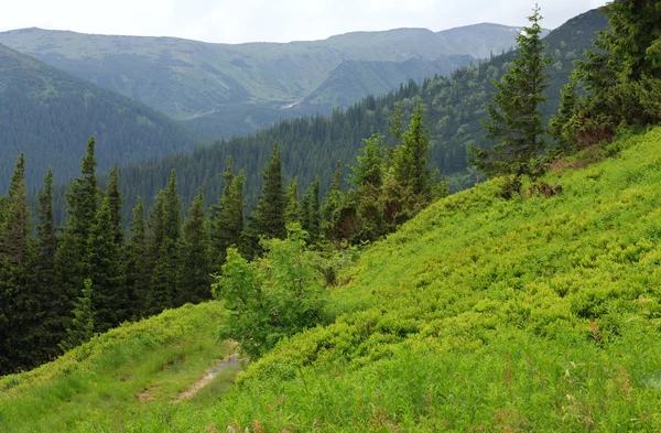 冷杉森林和国家路与水坑在夏天山腰 乌克兰 喀尔巴阡山 — 图库照片