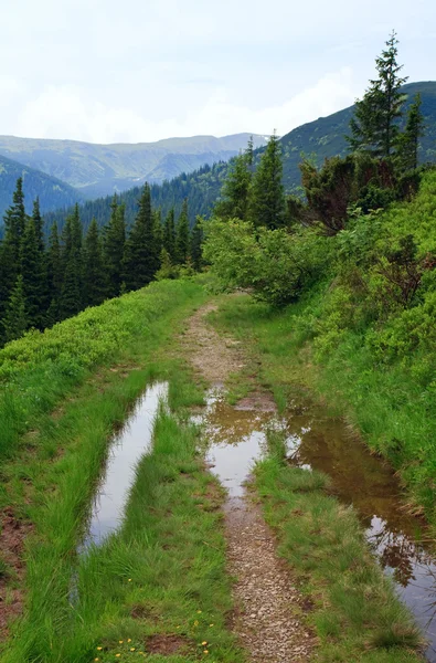 Forêt Sapins Route Campagne Avec Flaque Eau Flanc Montagne Ukraine — Photo