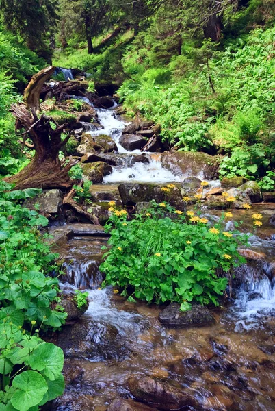山区河流在夏天森林与布什的黄色花 喀尔巴阡 乌克兰 — 图库照片