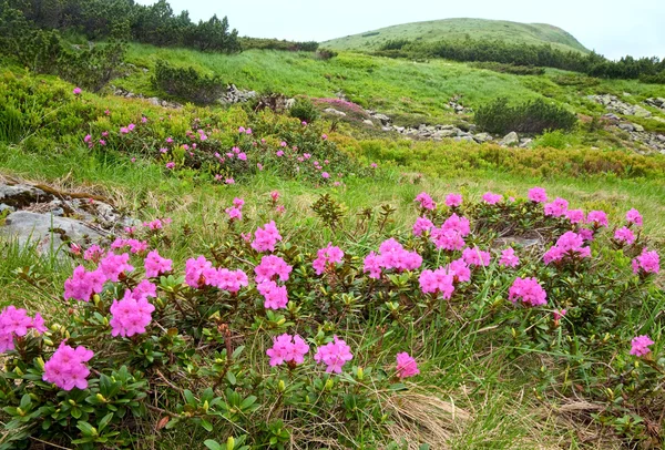 Fleurs de rhododendron en montagne d'été — Photo