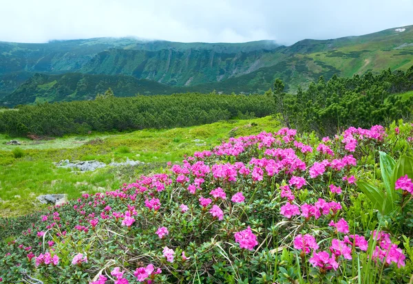 Rhododendron flores na montanha de verão — Fotografia de Stock