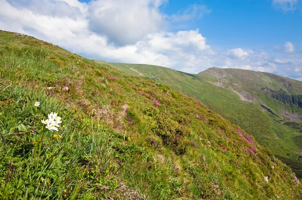 Рододендрон в летних горах — стоковое фото