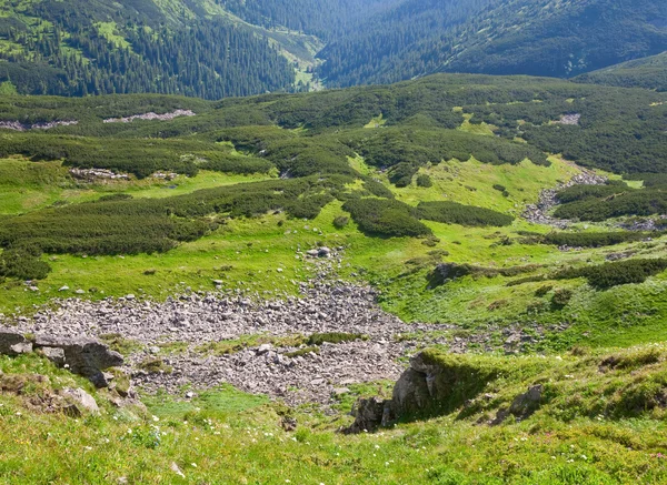 Drewno drzew iglastych i kamienie na zboczu góry lato — Zdjęcie stockowe