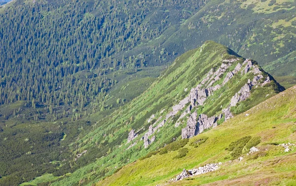 針葉樹や夏の山 ウクライナ カルパティア山脈に石の緑の木 — ストック写真
