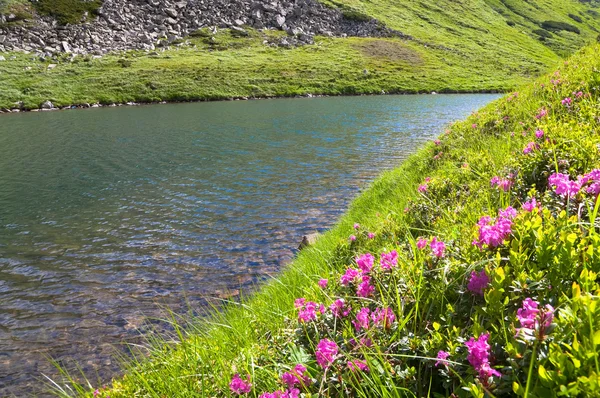 Różanecznik Różowy Kwiat Pobliżu Lato Małe Górskie Jezioro Ukraina Karpaty — Zdjęcie stockowe