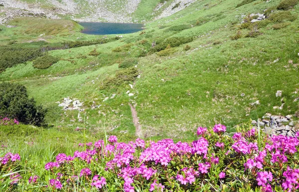 Rhododendron flores perto do lago da montanha — Fotografia de Stock