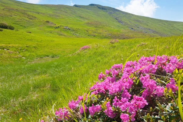 シャクナゲの花夏の山 — ストック写真