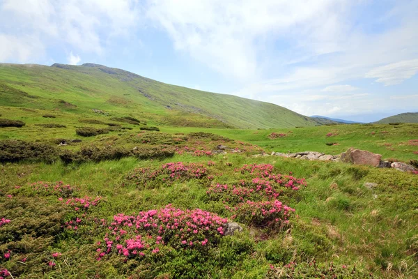 Pink Rhododendron Flowers Summer Mountainside Ukraine Carpathian Mountains — Stock Photo, Image
