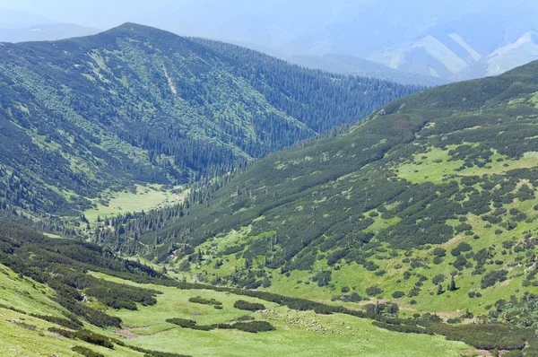 Stado owiec na letnie pastwiska górskie — Zdjęcie stockowe