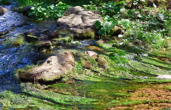 Καλοκαίρι Ρεύμα Πέτρες Και Φύκια Στο Δάσος — 图库照片