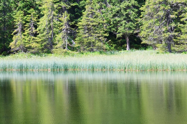 Letní horské lesní jezero — Stock fotografie