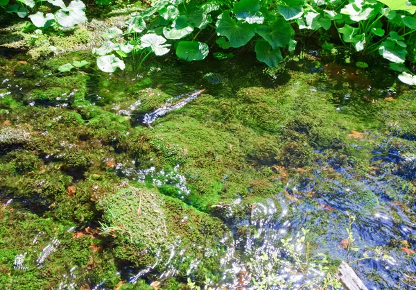 夏天流与苔藓覆盖的石头 — 图库照片