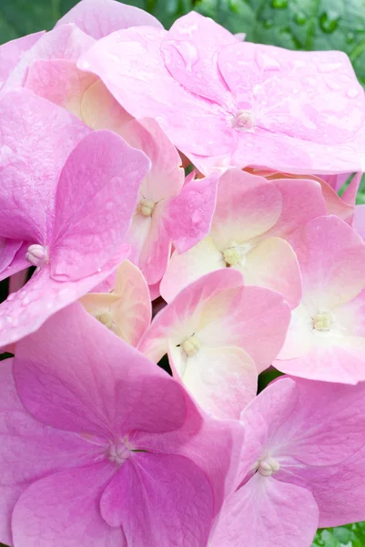 Große Rosa Hortensienblüten Mit Tau Naturhintergrund Zusammengesetzte Makroaufnahme Mit Beträchtlicher — Stockfoto
