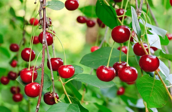 Twig cherry-träd med röda körsbär — Stockfoto