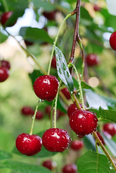 Twig Cherry Tree Red Cherries Dew Composite Macro Photo Considerable — Stock Photo, Image
